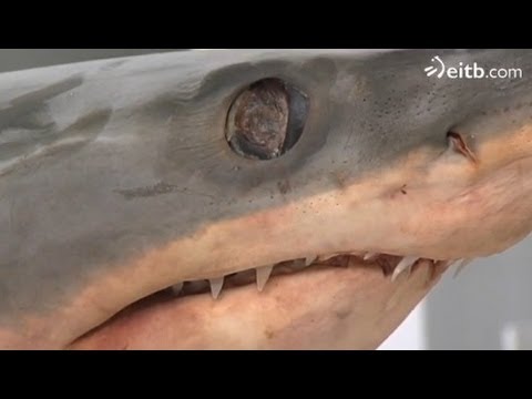 ¿Es la piel de los tiburones similar a la lija?