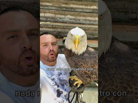 El impactante fenómeno del águila calva con brazos: descubre su origen y significado