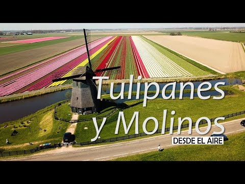 Netherlands: El País de los Tulipanes y los Molinos