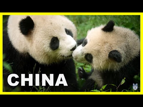 Cómo se dice panda en chino: Descubre el nombre del adorable oso en el idioma chino