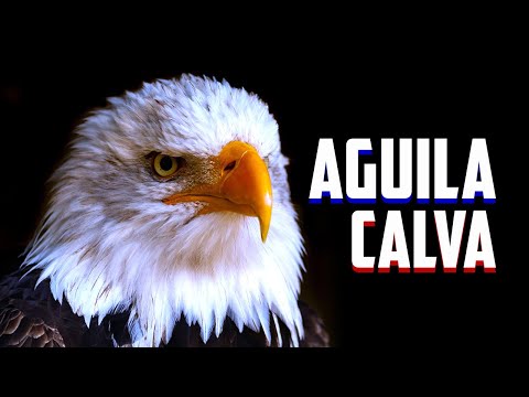 El significado del águila calva en Estados Unidos