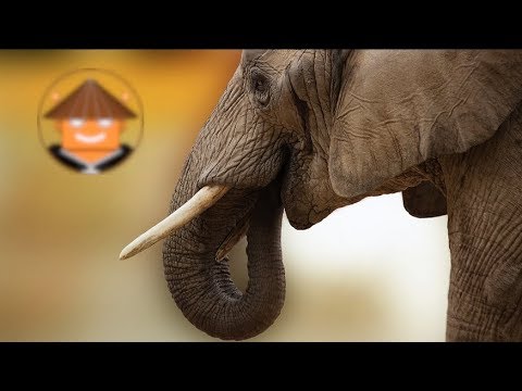 El fascinante fenómeno de la pila de elefantes