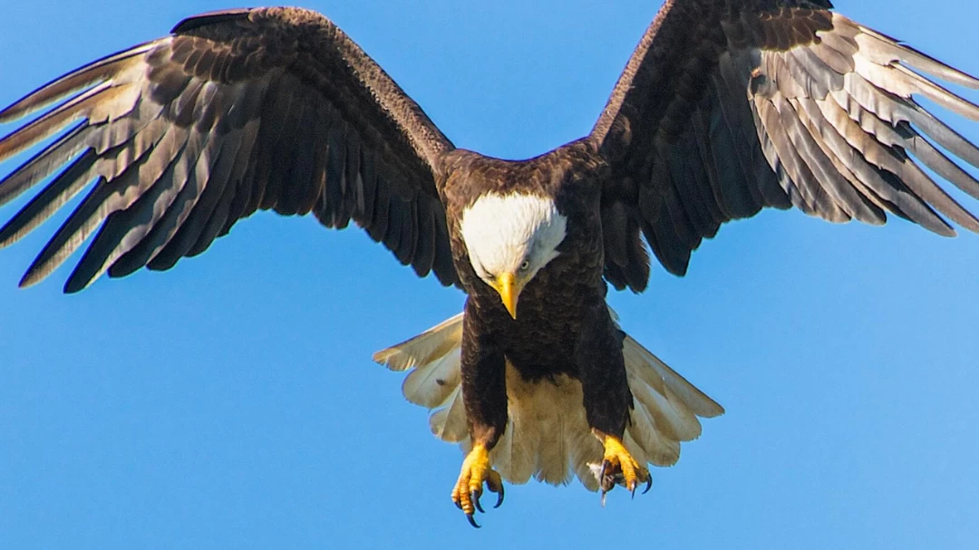 El simbolismo del águila calva americana: significado y representación