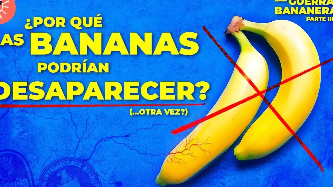 Gros Michel vs Cavendish: La batalla de las bananas